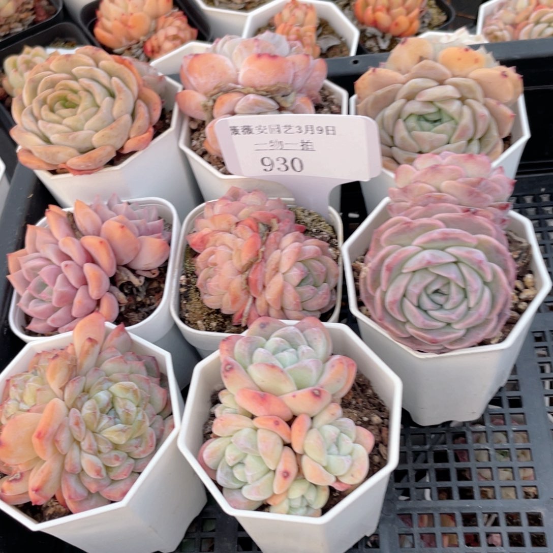 薇薇安园艺多肉930