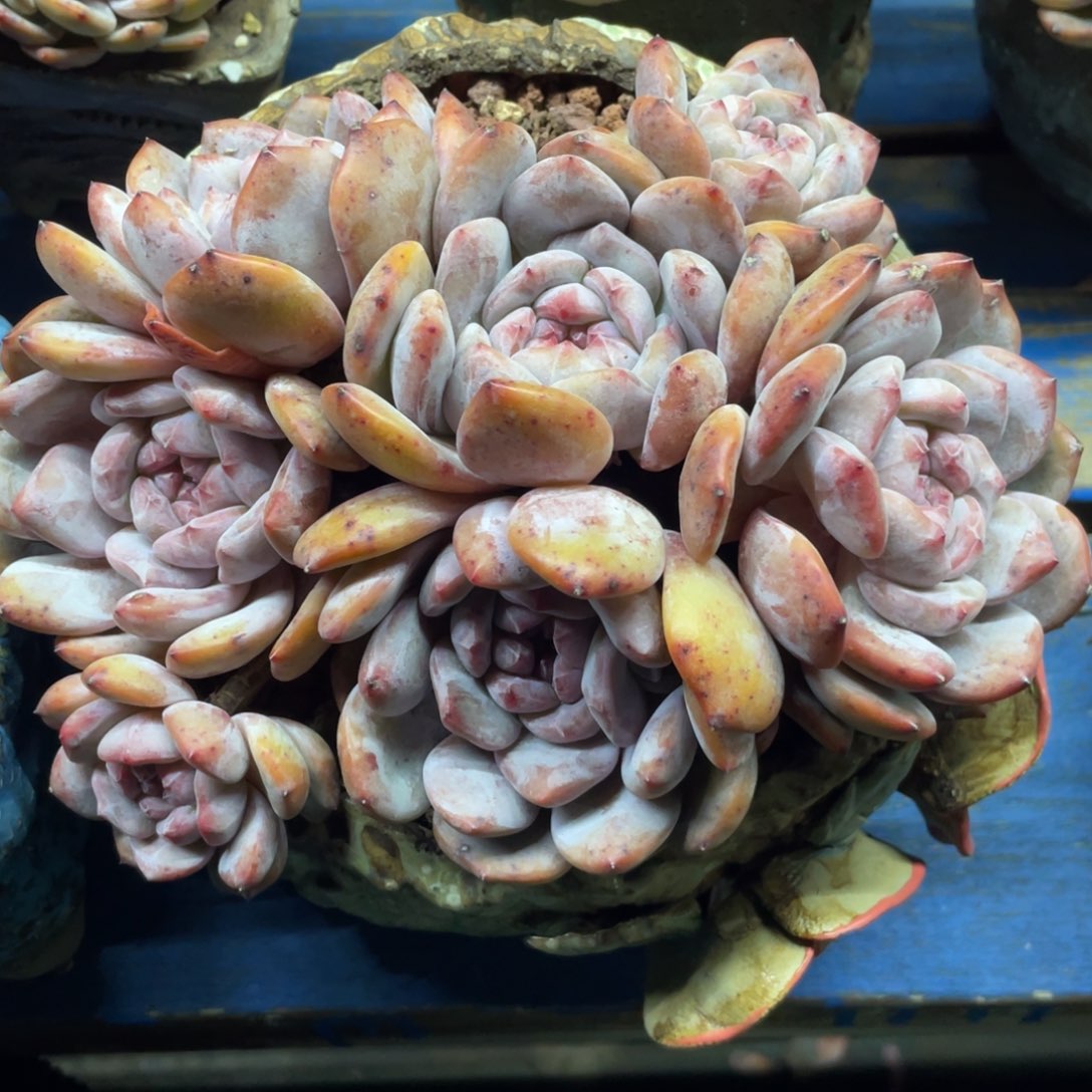 石榴子星影群生无砍无摘