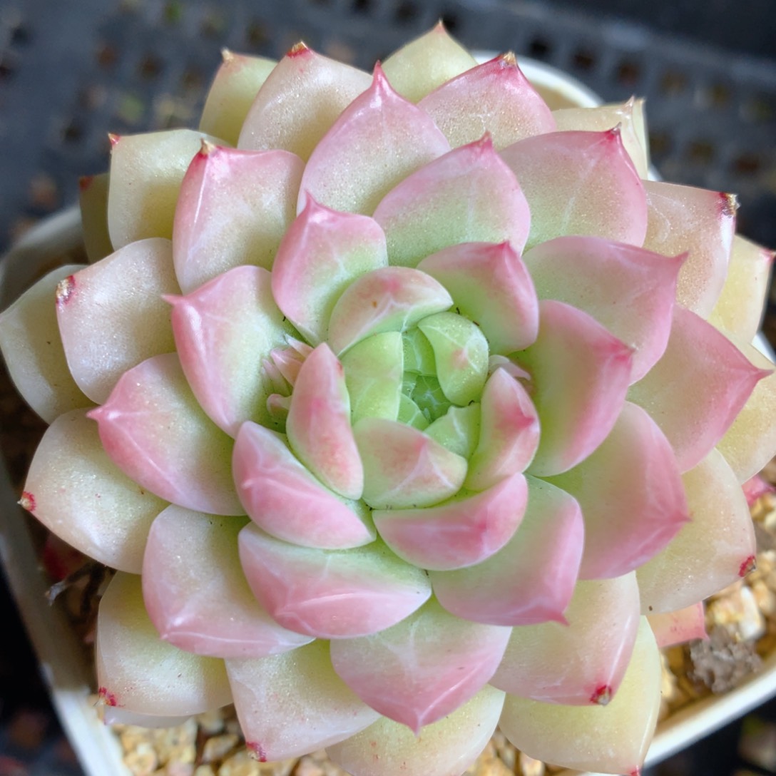 0314-54 麦杆优选