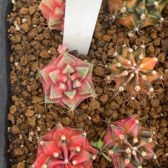 197-0123泰国发货多肉