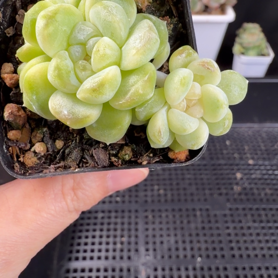 财富三头群182号一颗