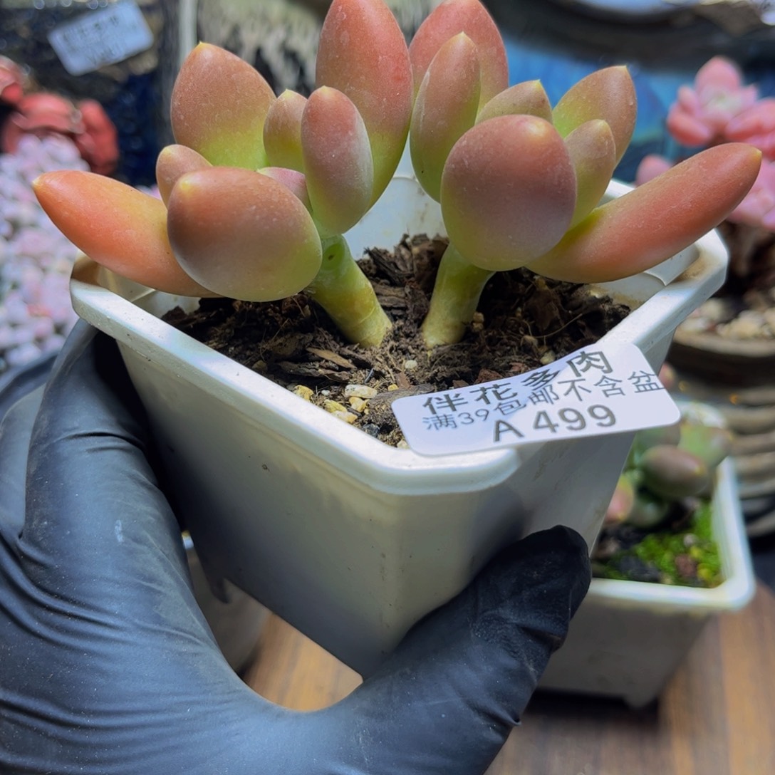 499芒果奶11厘米多肉