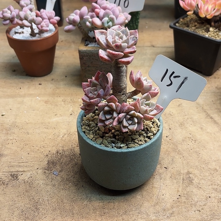 多肉植物，红粉佳人151号