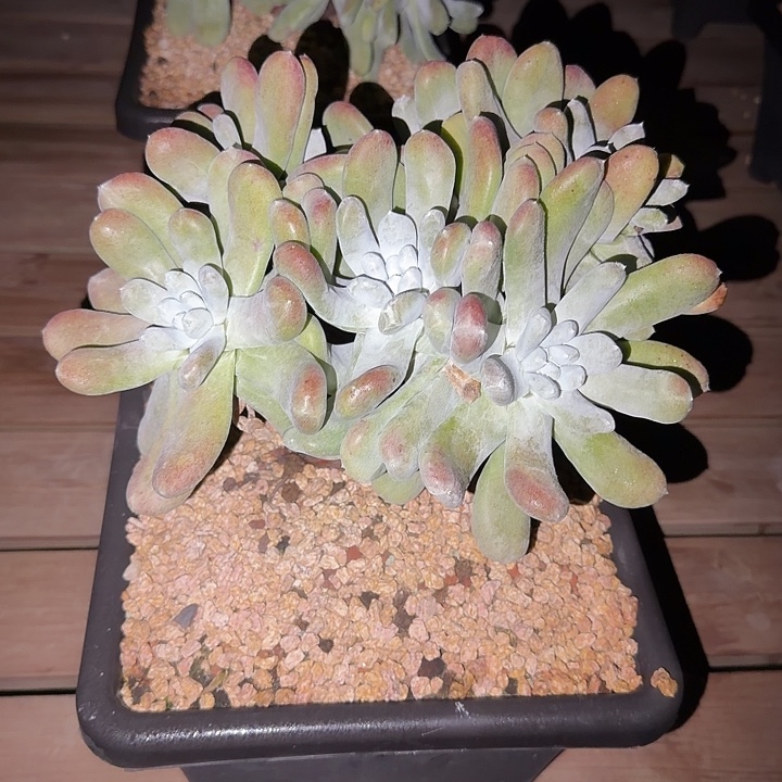 无***了拇指仙女杯多肉植物