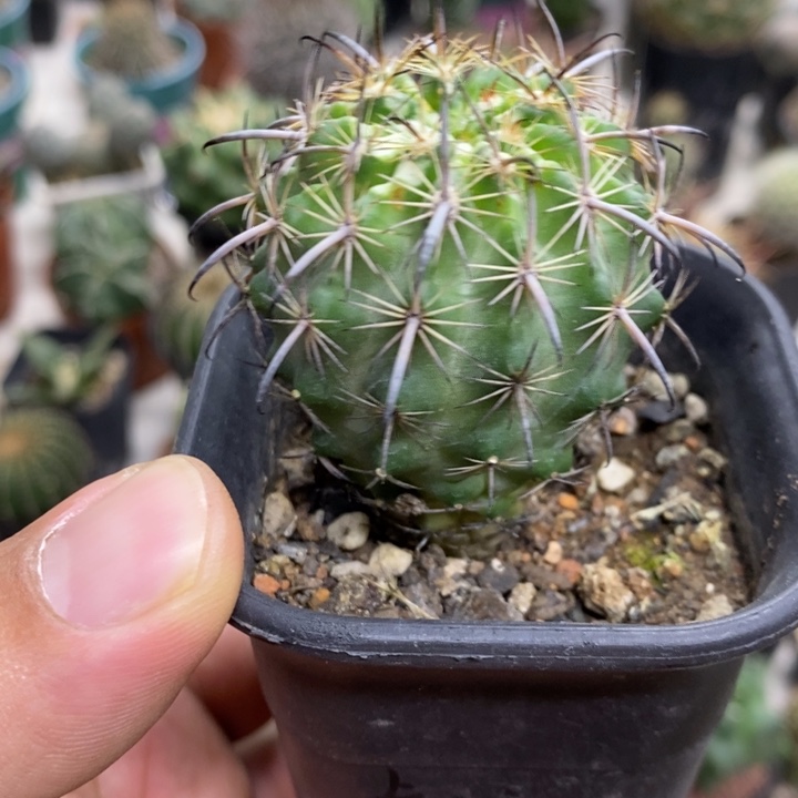 实生虎爪玉特价福利
