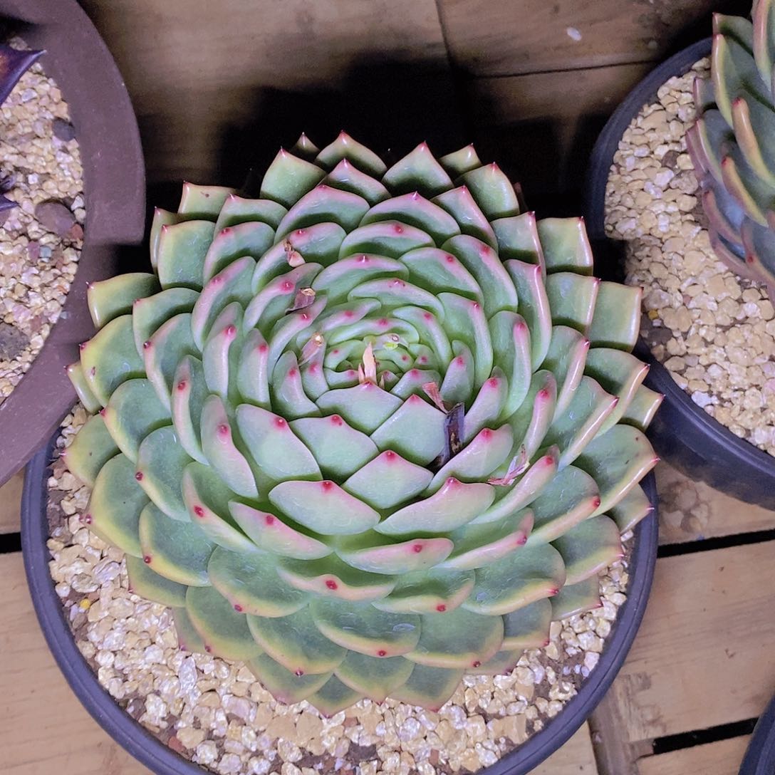 多肉植物大包包子