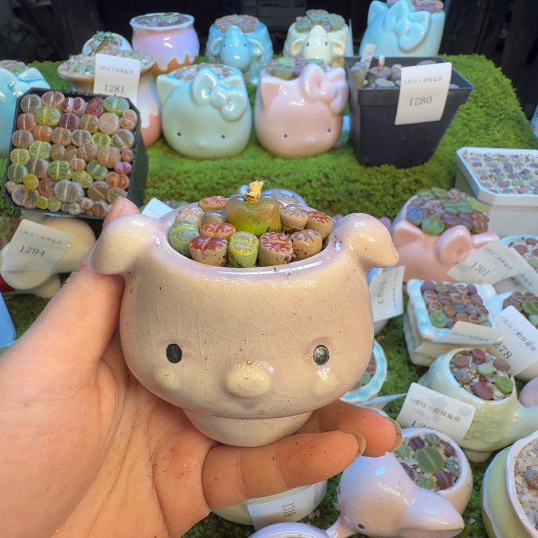 ****c多肉葡萄的季节1329