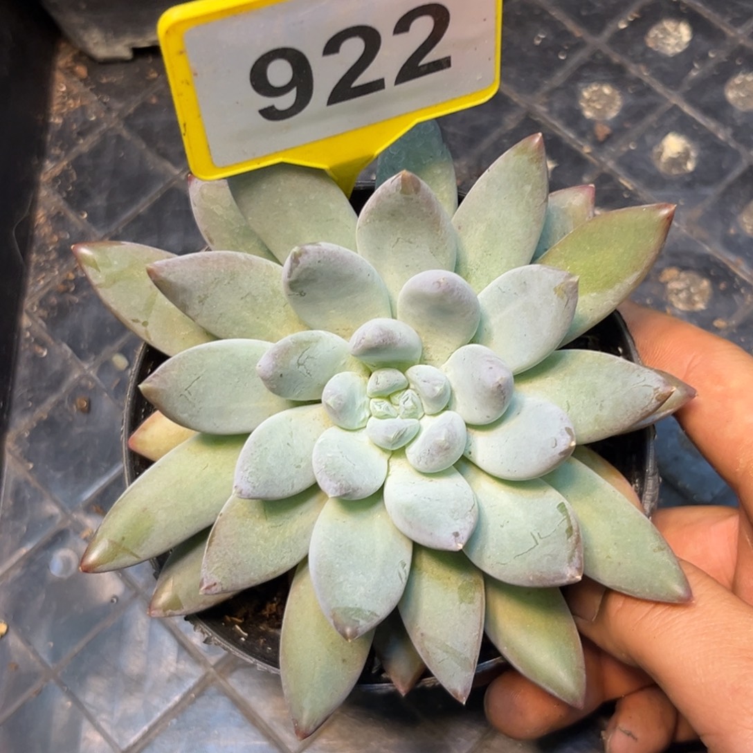 多肉植物天使之翼822