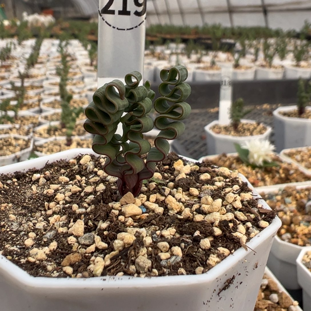 219实生根海带弹簧草多肉植物带盆土