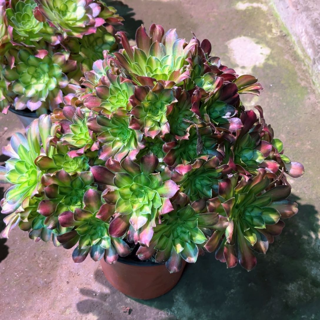 多肉植物韶华605
