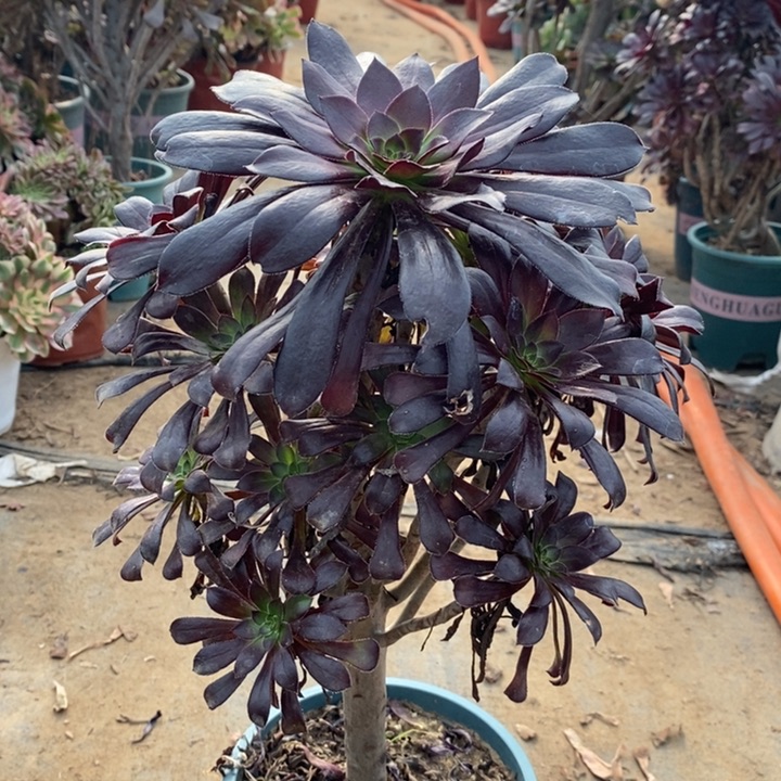 墨法多肉植物94。 