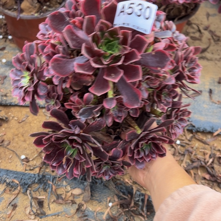 金丝却多肉植物530.