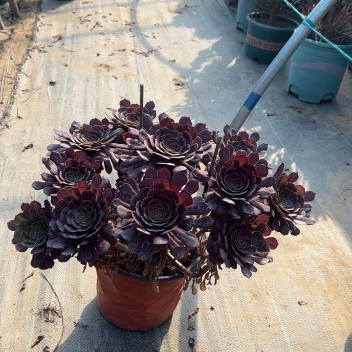 56黑萝莉，多肉多肉多肉