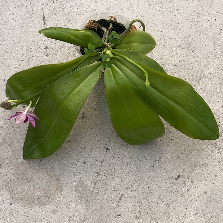 完全开放盾交香妃开花带花苞