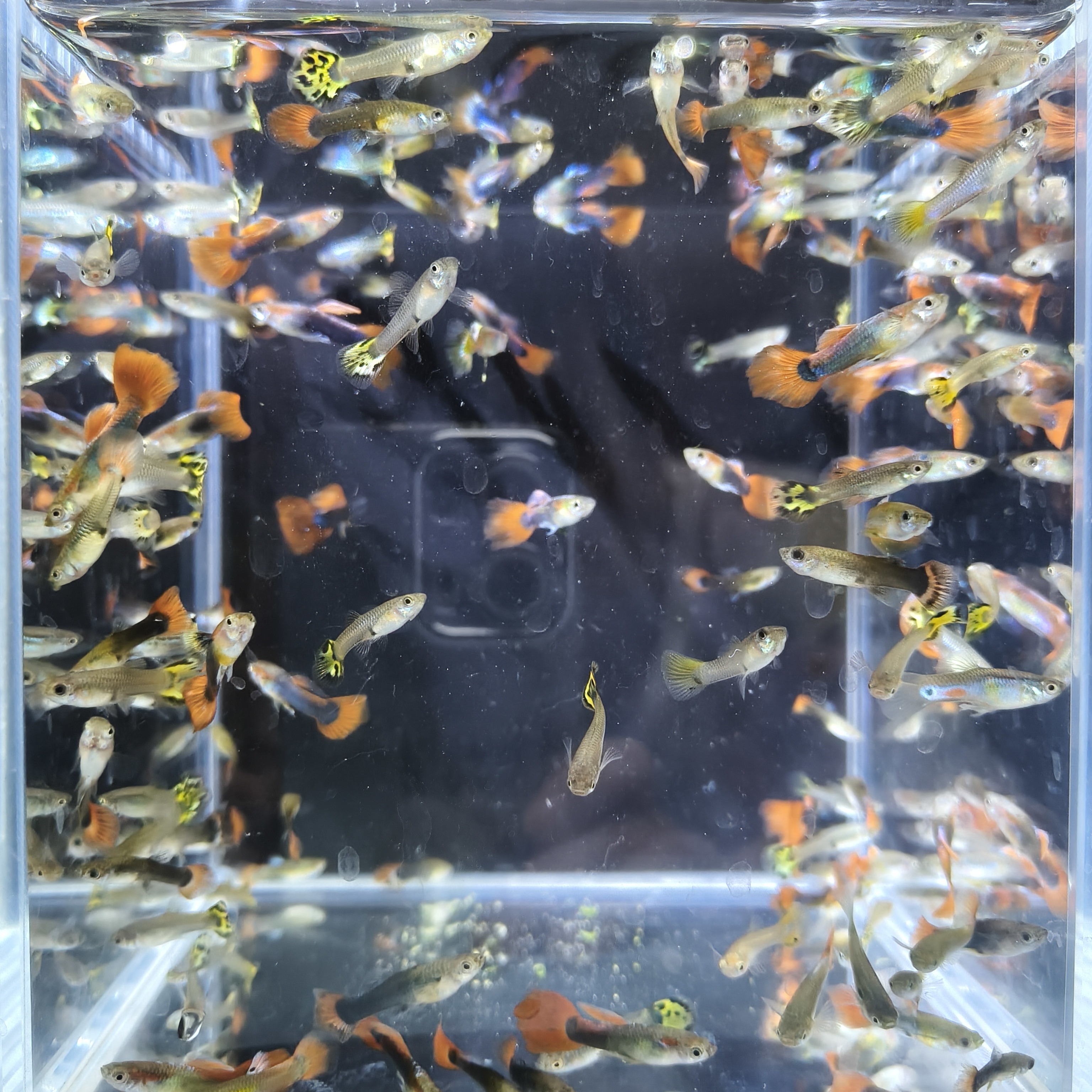 【随机品种30条】2-3cm纯种孔雀鱼玛丽鱼小型热带鱼好养好繁殖