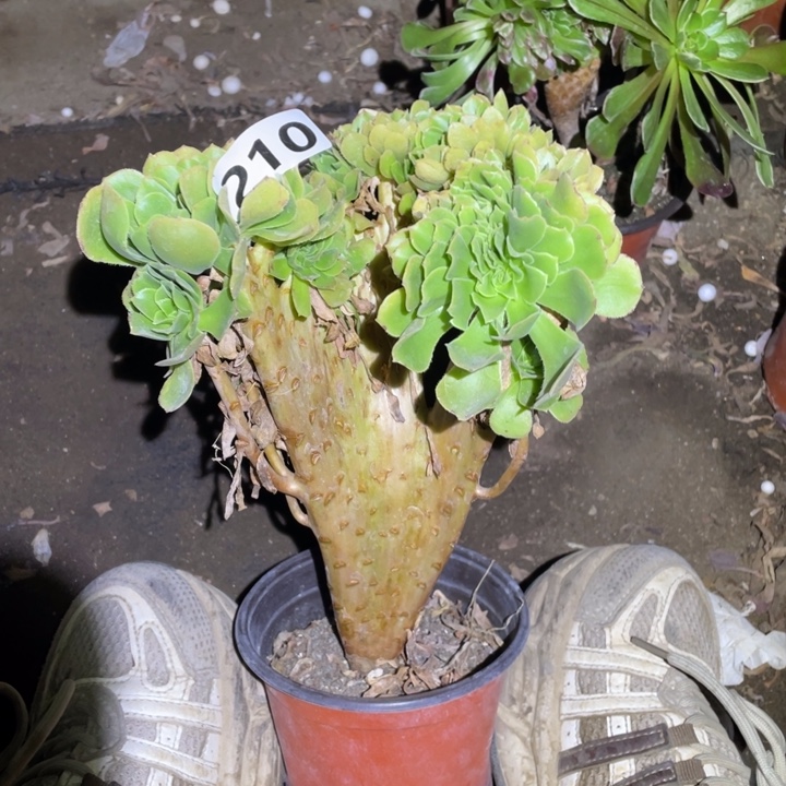 江***姐210号绿羊绒缀化法师