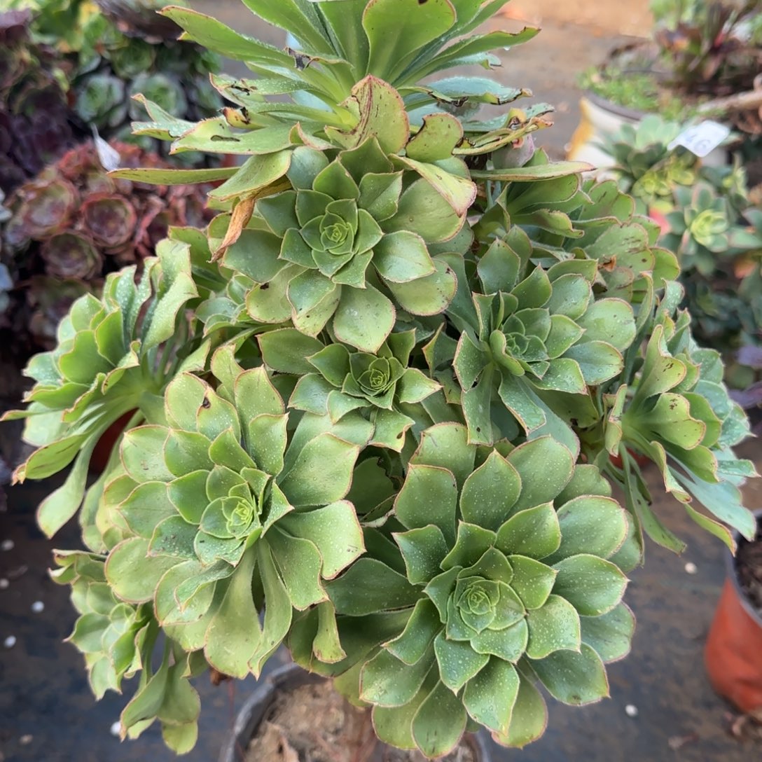 绿玫瑰，344满20包邮断枝不包