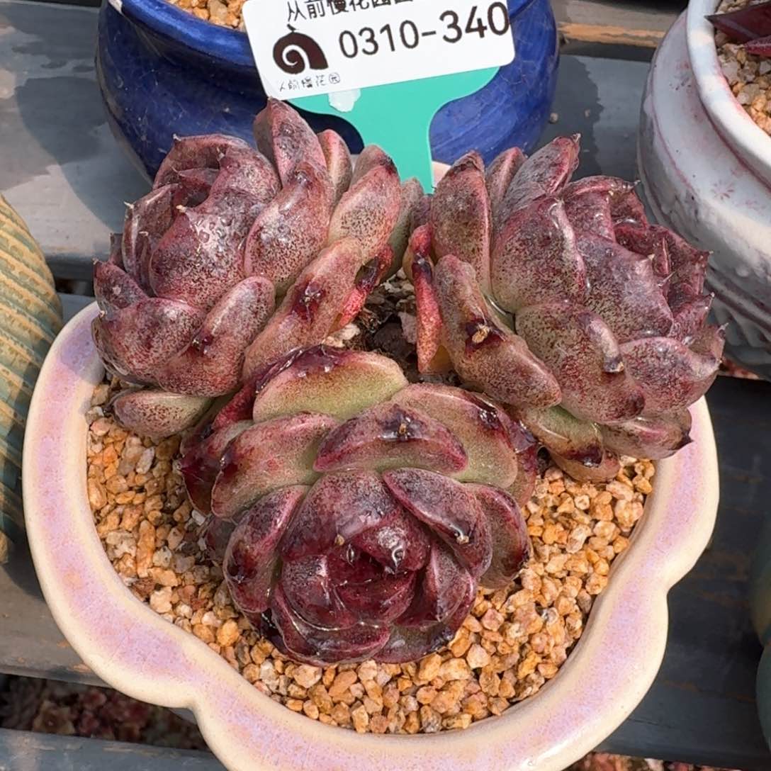 从前慢多肉精选编号0310.340