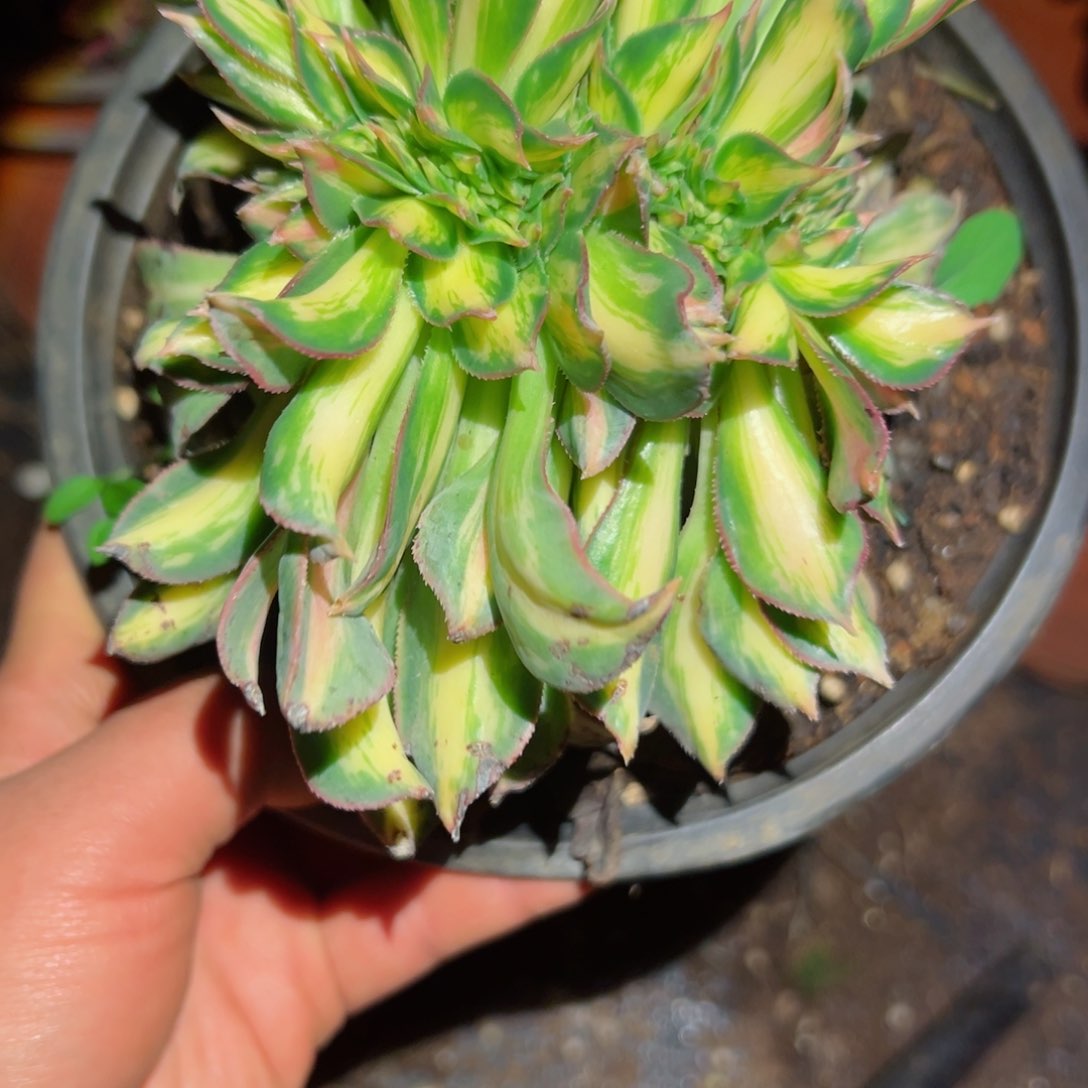 666 号法师多肉植物新年快乐