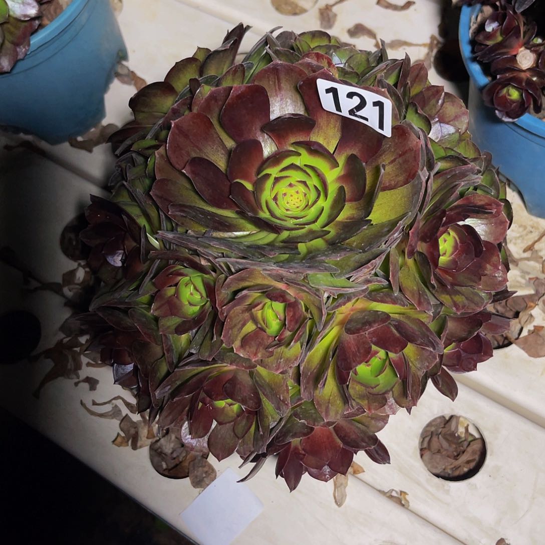 法师法师3-8包邮法师