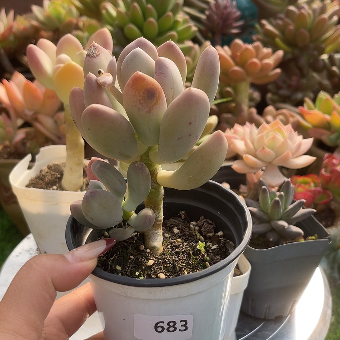 大叶奶。    683。  11111111