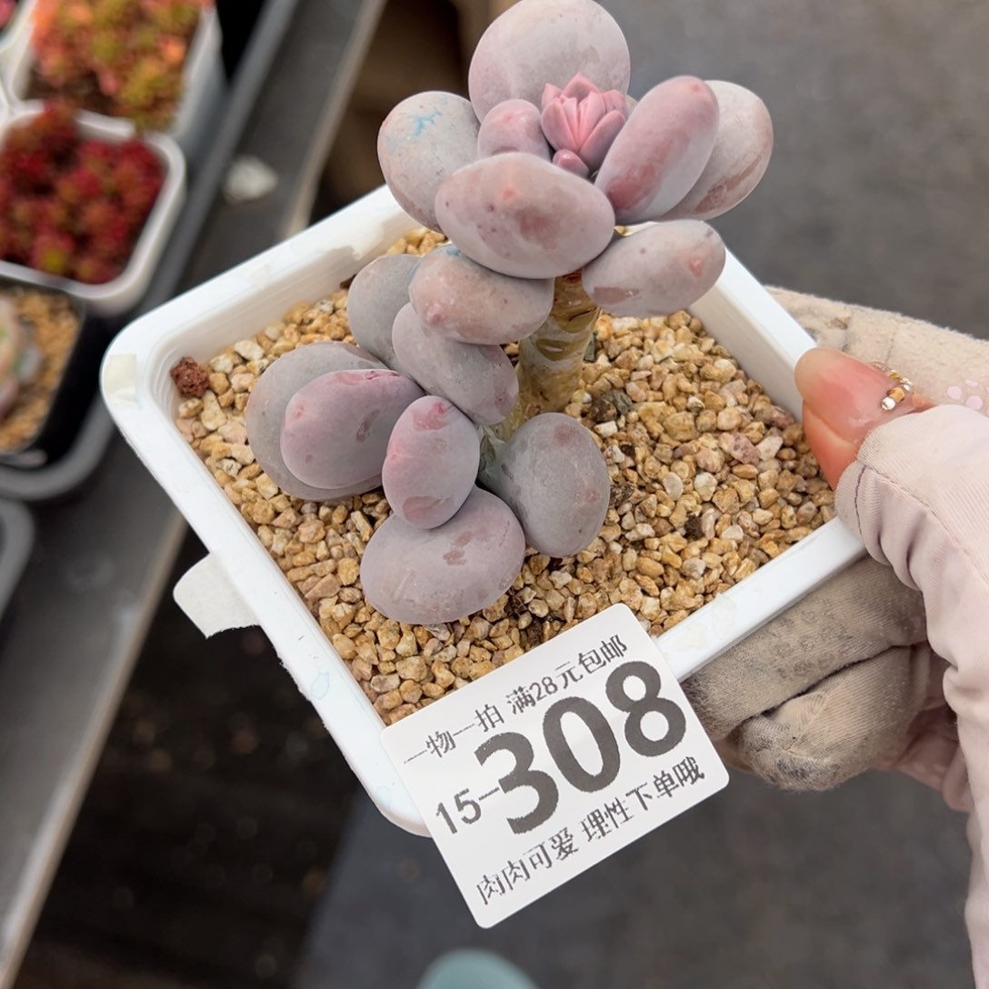 大叶奶多肉多多肉多肉