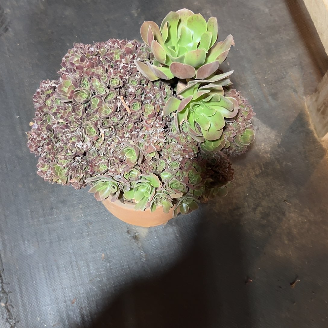 玫瑰缀化老桩厚板朵朵