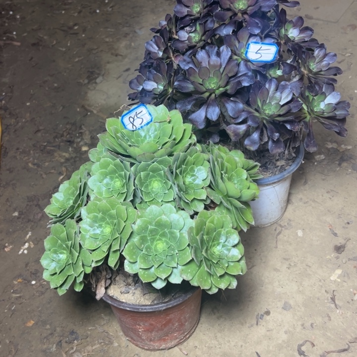 多肉植物两个法师5