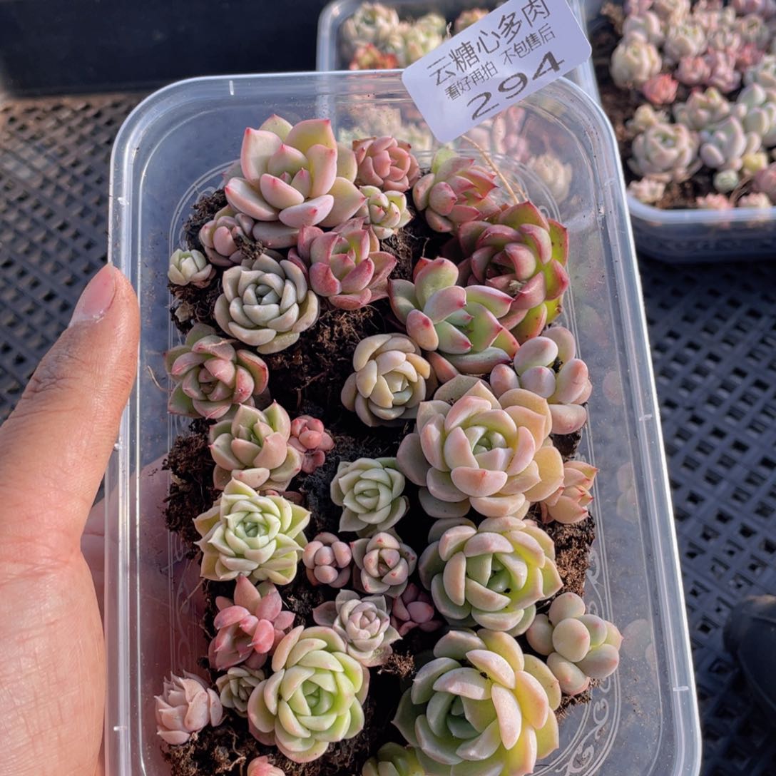 云糖心多肉植物294