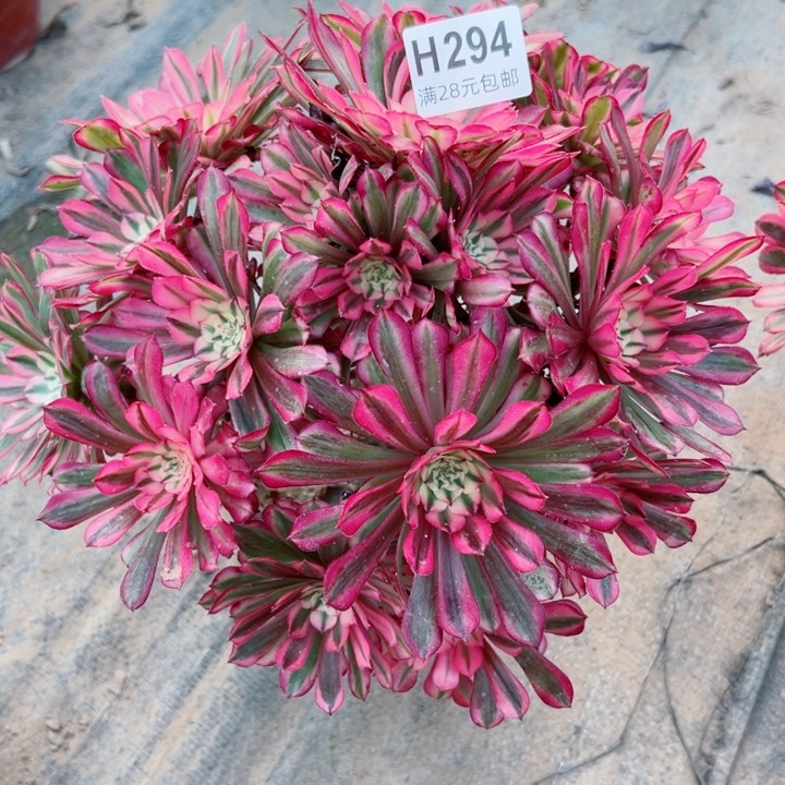 余****！294铜白多肉植物的生长