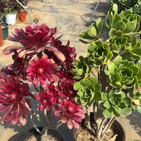 多肉植物组合两个20