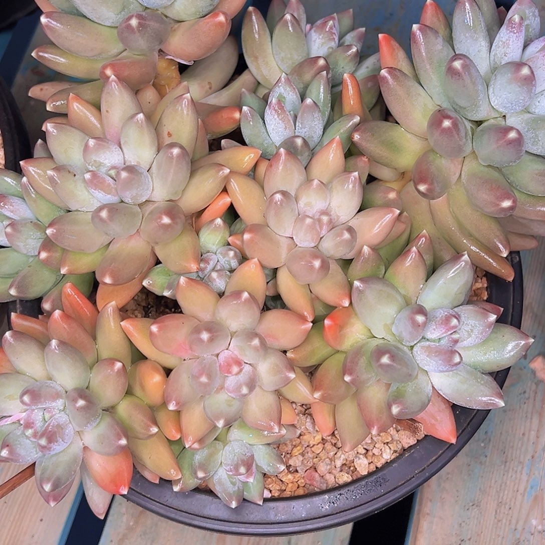 米***4咕咕咕GGVV5555555