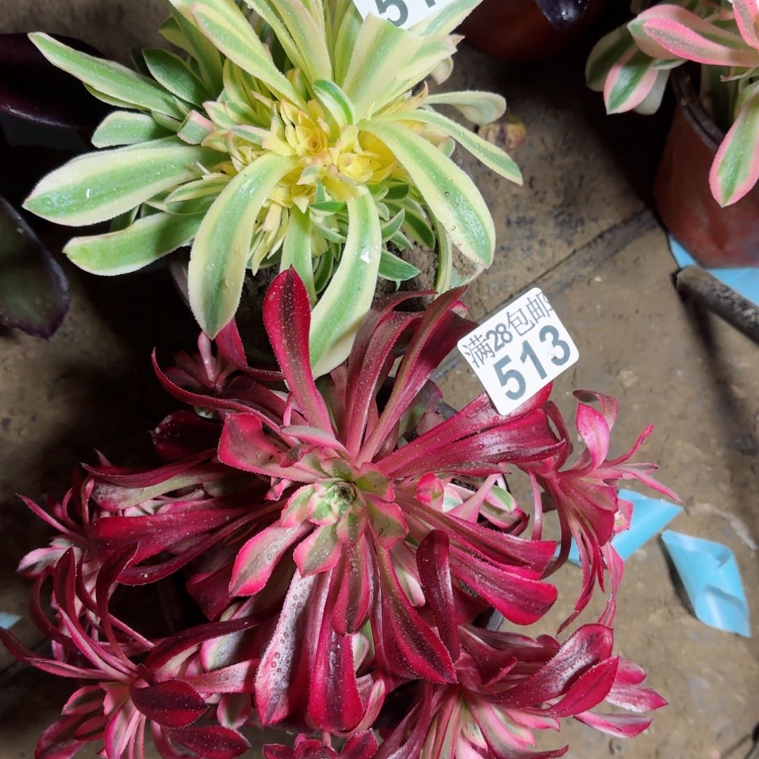 多肉513+514满28包邮断枝不包