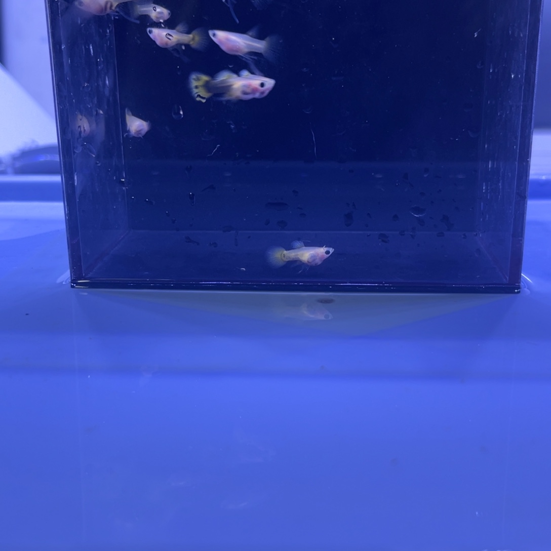 孔雀鱼黄金玻璃猫c十条开箱视频报损