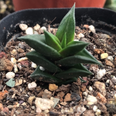 顿叶龙城硬叶硬叶