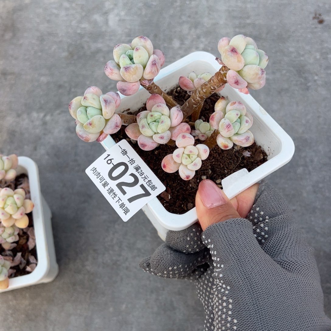 樱花罗绮多肉多肉多肉多肉