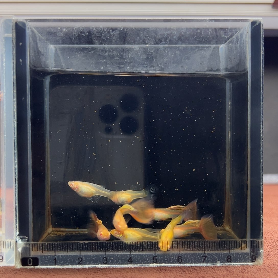 孔雀鱼金粉孔雀鱼四对