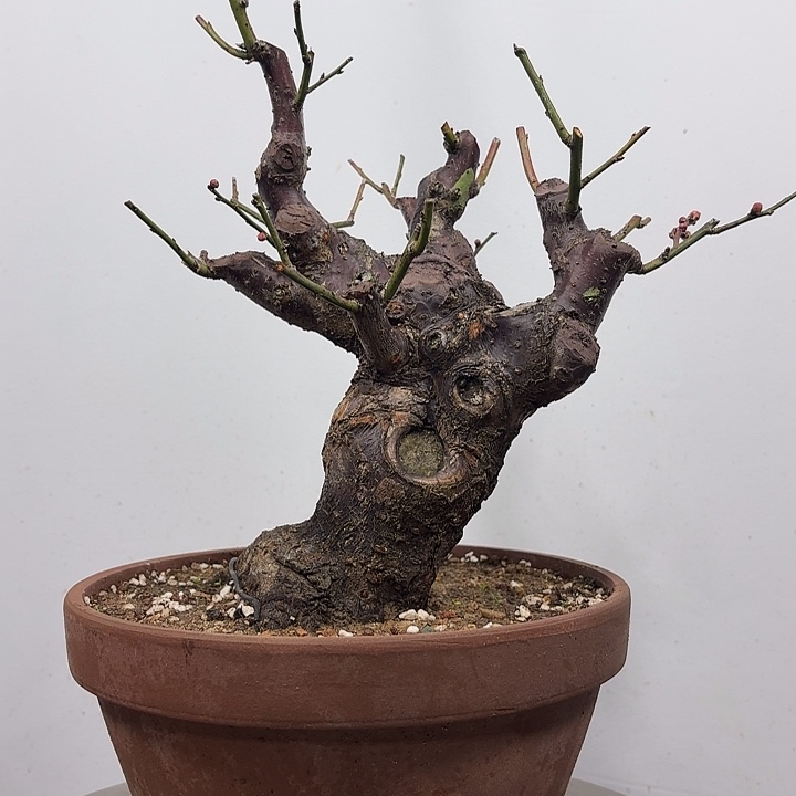 无花朵宫粉的梅花梅花梅花