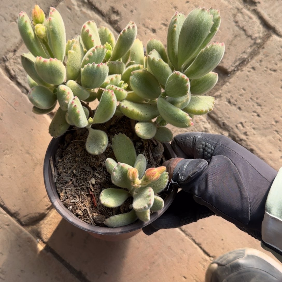 无花朵白熊小群生