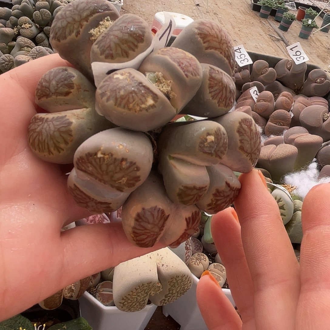 生石花一颗熔岩菊267