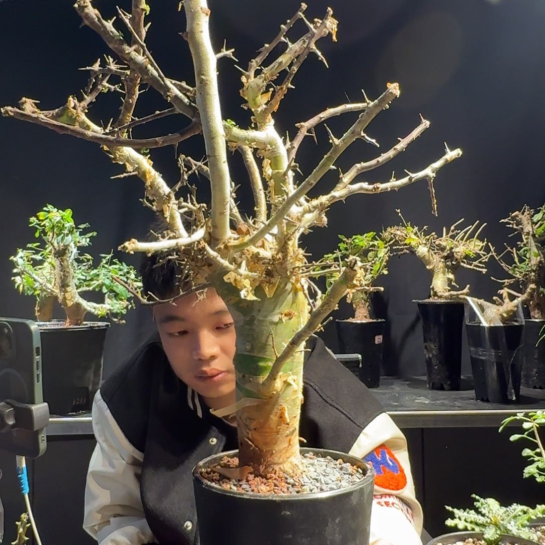 kua橄榄没药一个熟桩