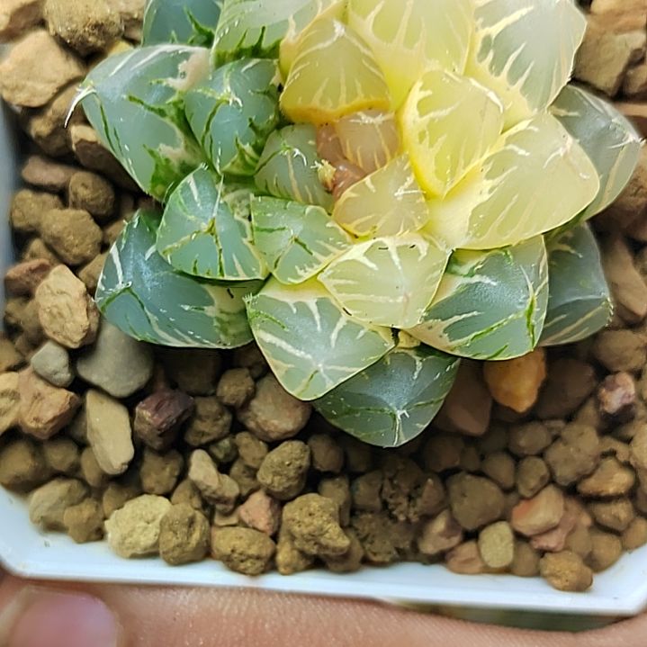 163龙爪4.5厘米左右一物一拍带盆