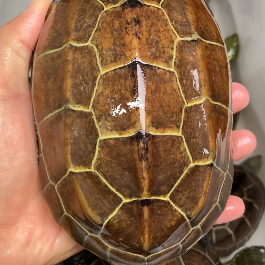 中华草龟不分公母