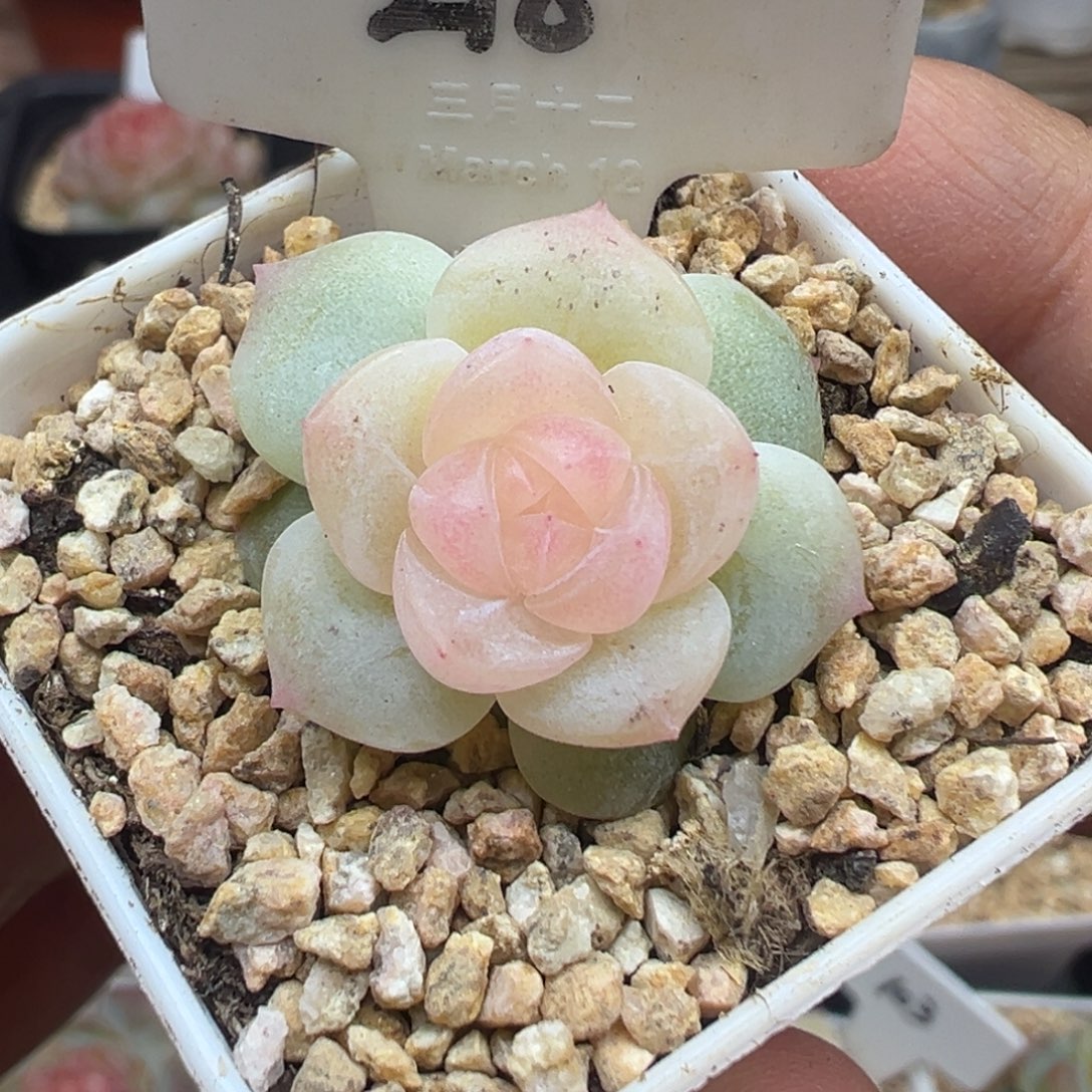 218号无烬月晗雨多肉