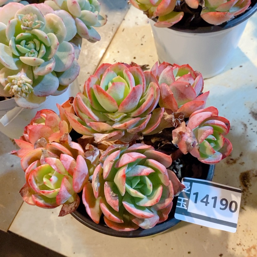 【闪购商品】克里斯汀14190