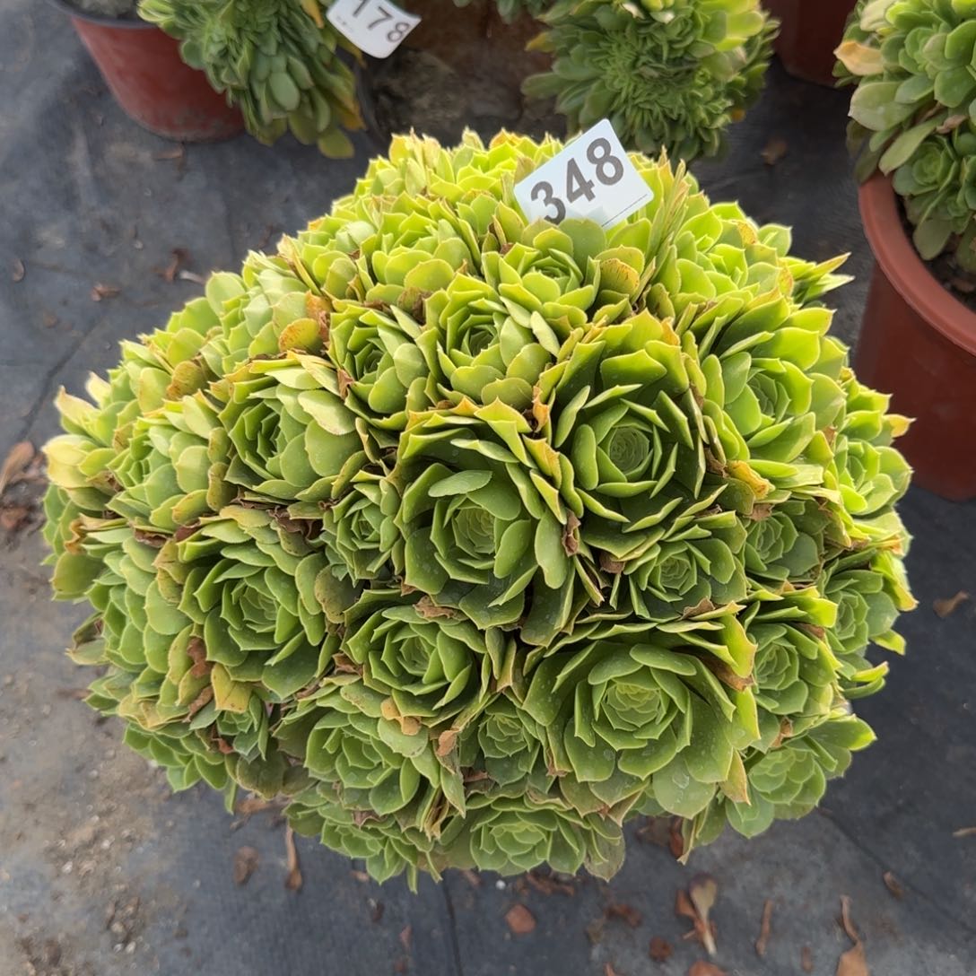 348多肉植物绿朵