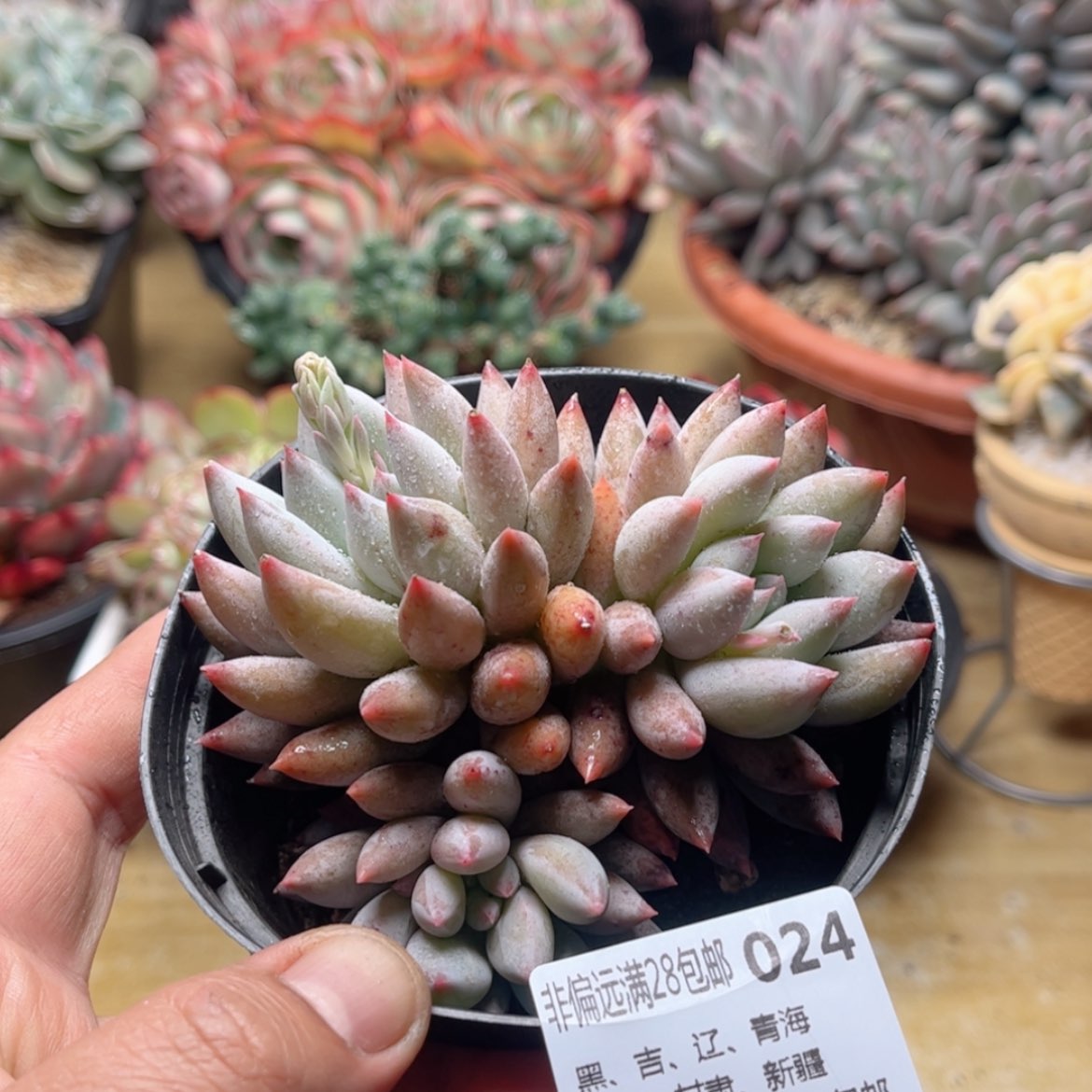 【闪购商品】024所罗门