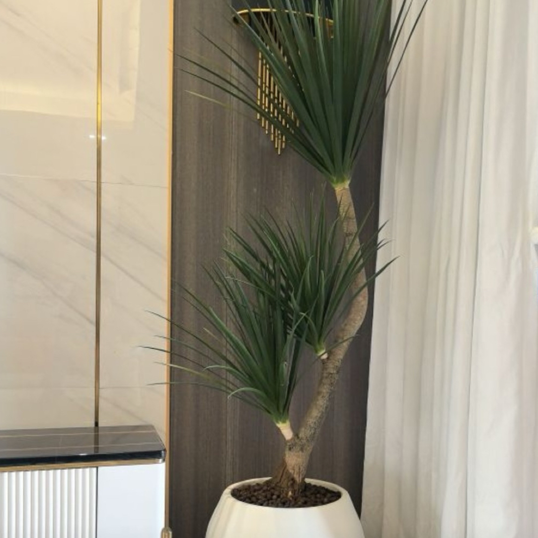 黑珍珠龙血树室内客厅植物懒人植物