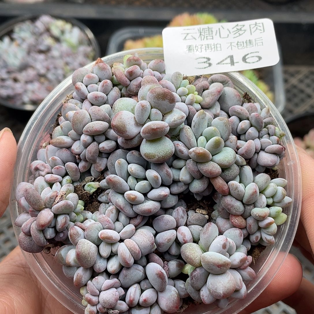 云糖心多肉植物346