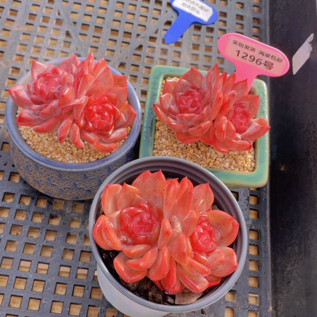 1296号 全状态水晶琥珀大双头一个